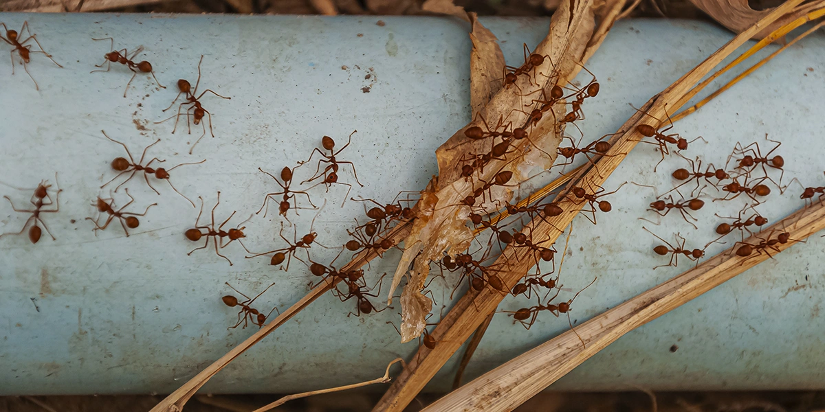 Imagem sobre Desinsetização profissional para ambientes residenciais e comerciais class=