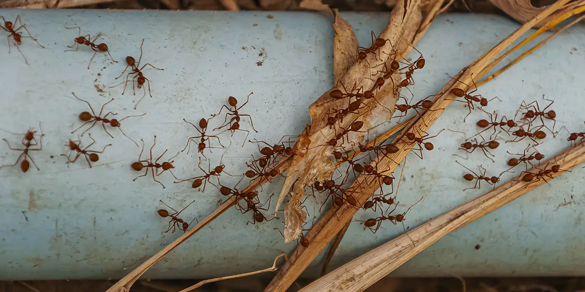 Foto de Desinsetização